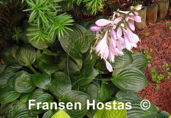 Hosta Quilting Bee